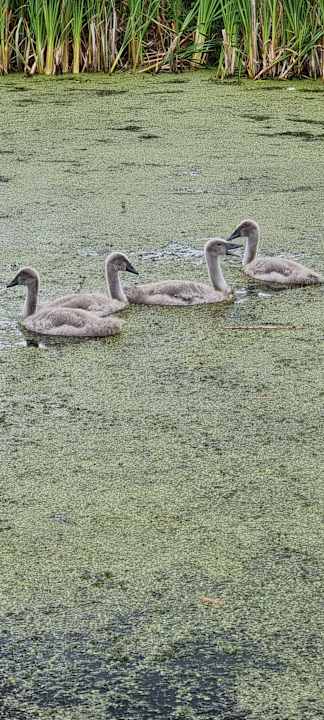 Gartenanlage Pałac i Folwark Galiny