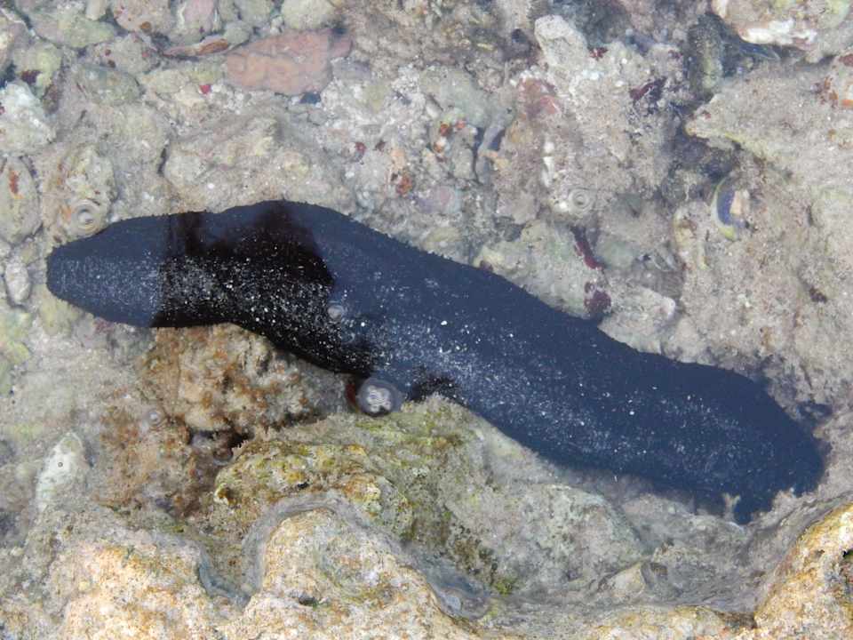 Strand Pickalbatros Citadel Resort