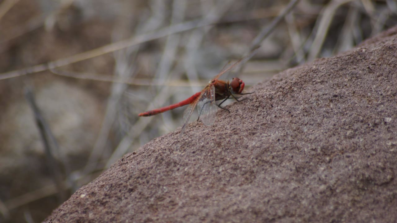 Eressos Villa Marilena