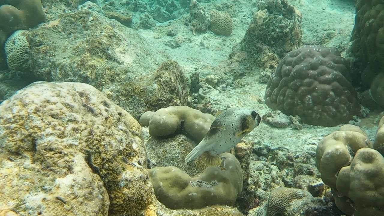 Sport & Freizeit NH Collection Maldives Reethi Resort