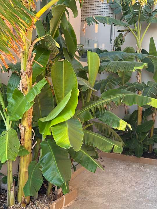 Gartenanlage Τhe Noverian Antama Organic Beach Resort Chania