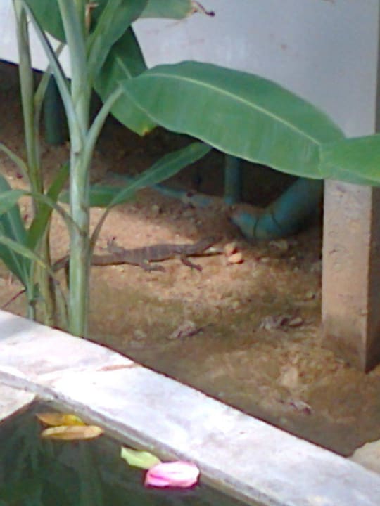 Haustier Khaolak Laguna Resort