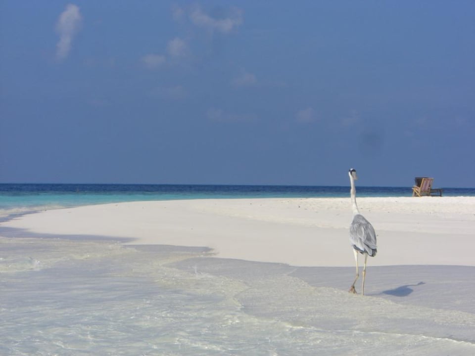 Paradies! Vilamendhoo Island Resort & Spa