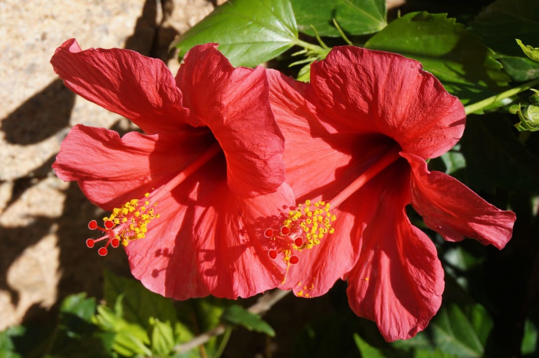 Die Gartenanlage ist ein kleines Paradies Hotel La Rocca Resort & Spa