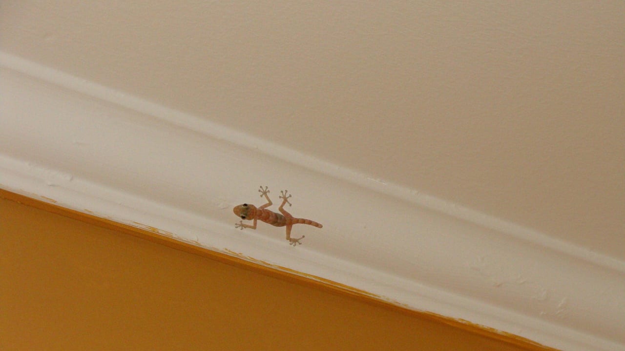 Jaszczurka Stella Beach Resort & Spa Makadi Bay