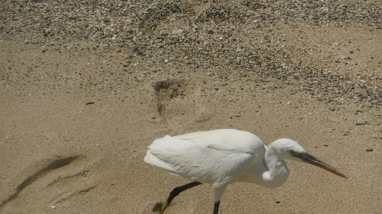 Strand Malikia Resort Abu Dabbab