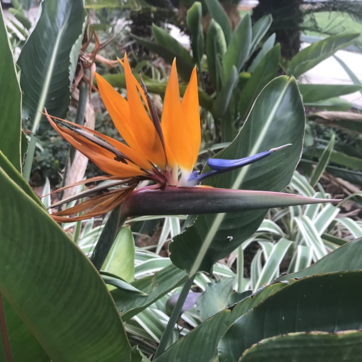 Gartenanlage Labranda Alantur Resort