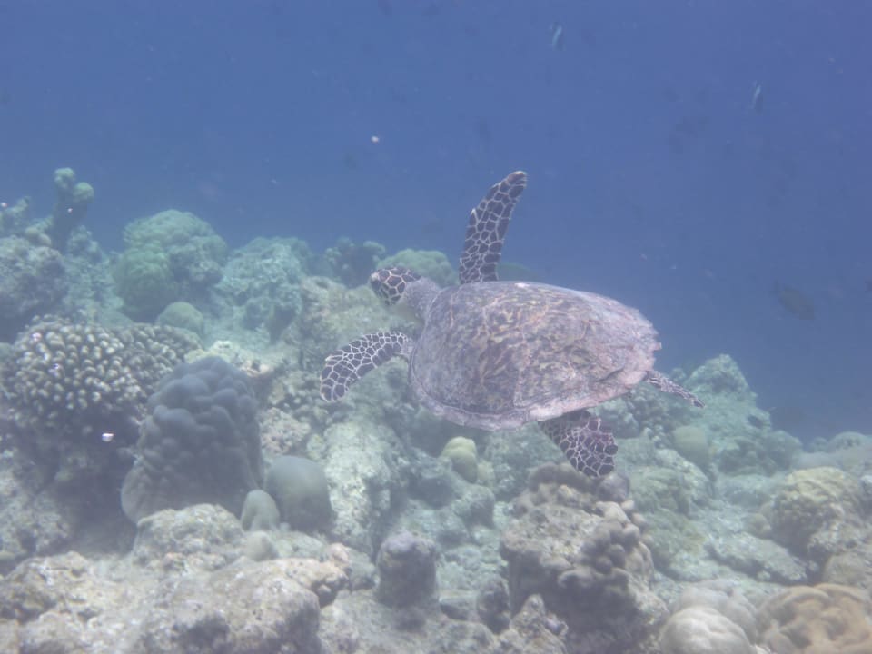 Turtel Kuramathi Maldives