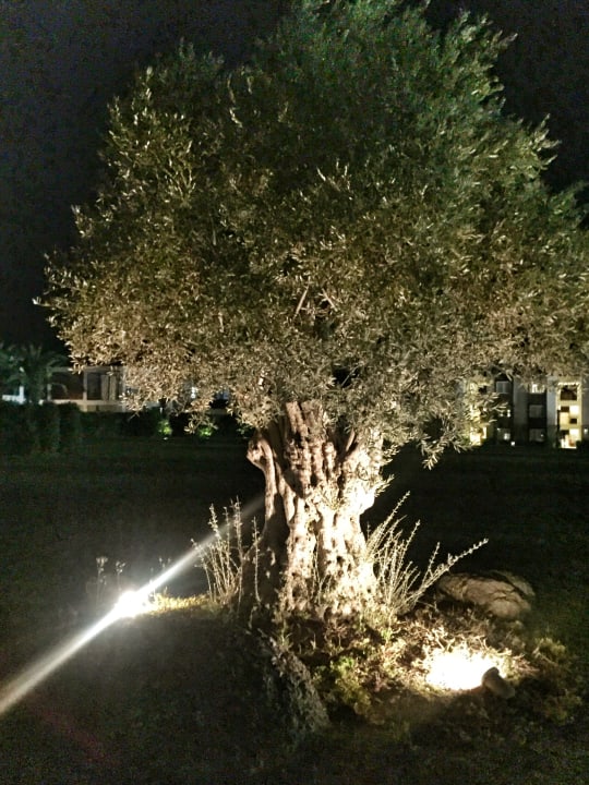 Gartenanlage Rixos Premium Tekirova