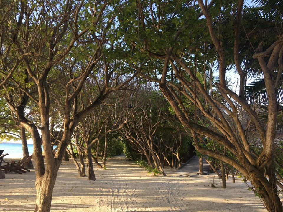 Gartenanlage Summer Island Maldives
