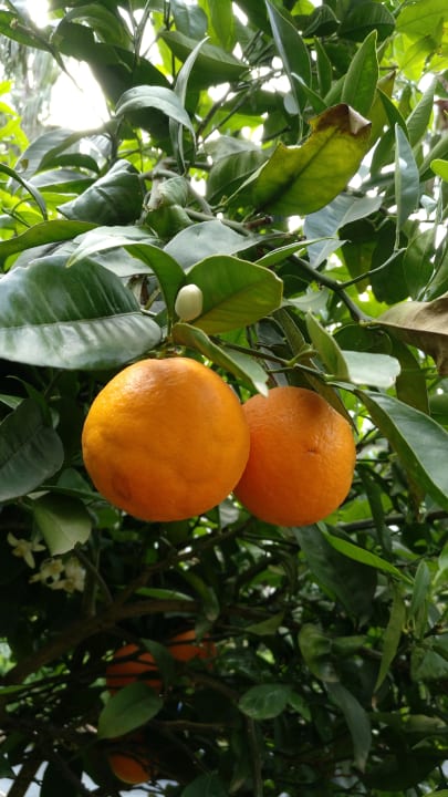 Gartenanlage Arum Barut Collection