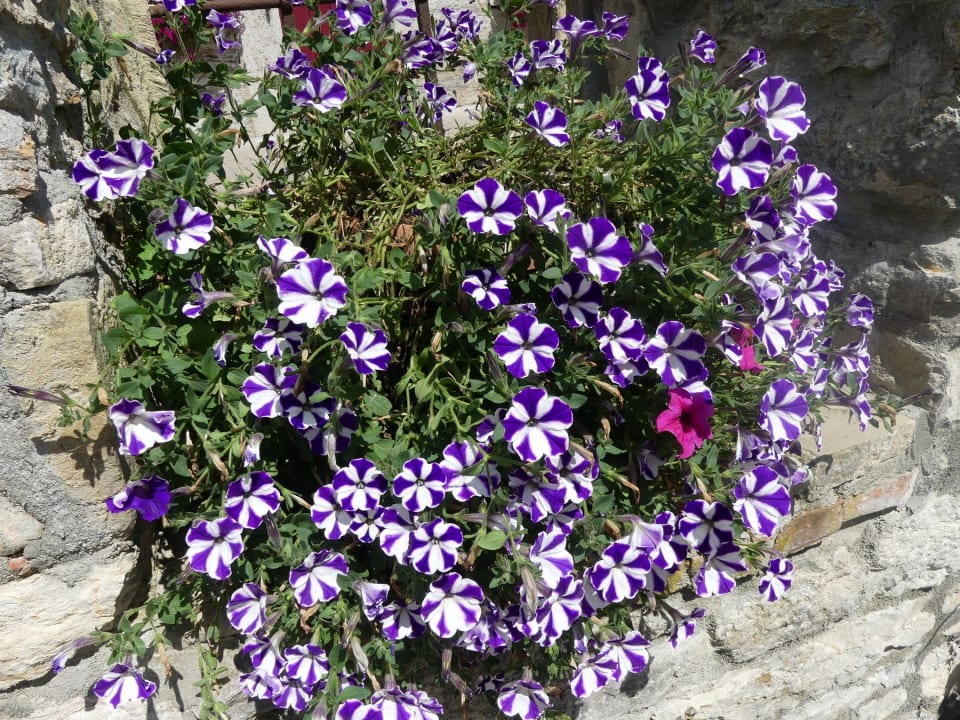 Gartenanlage Camping Schwabenmühle