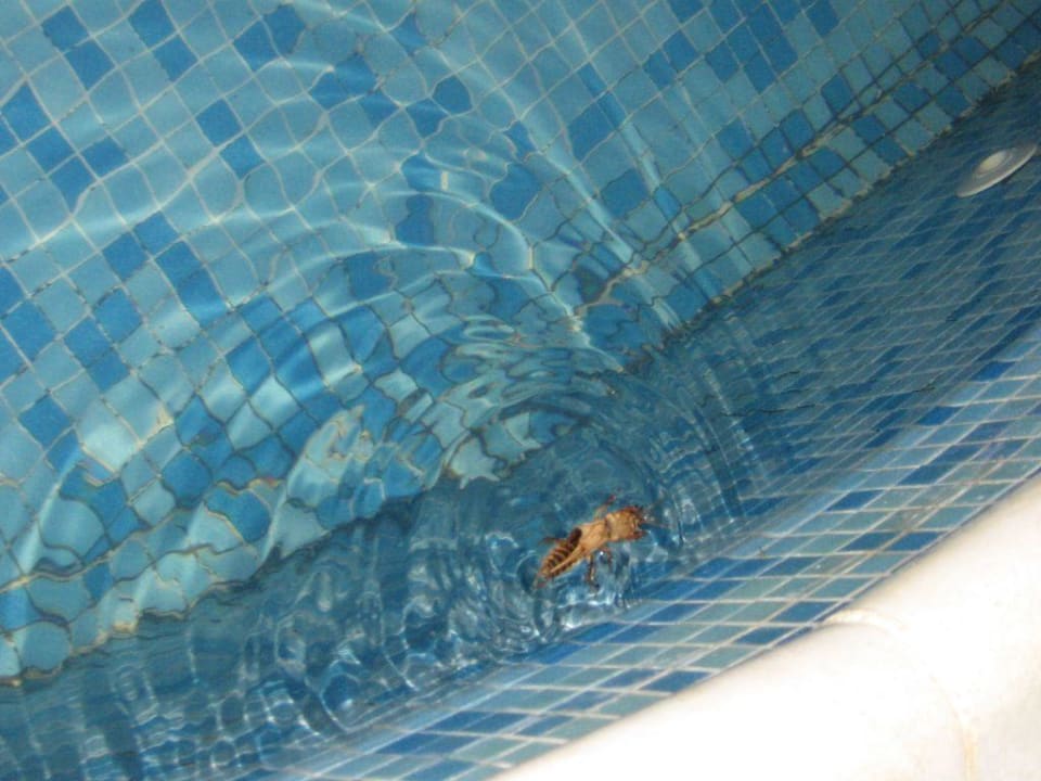 Das Haustier vom Pool Hotel Baikal