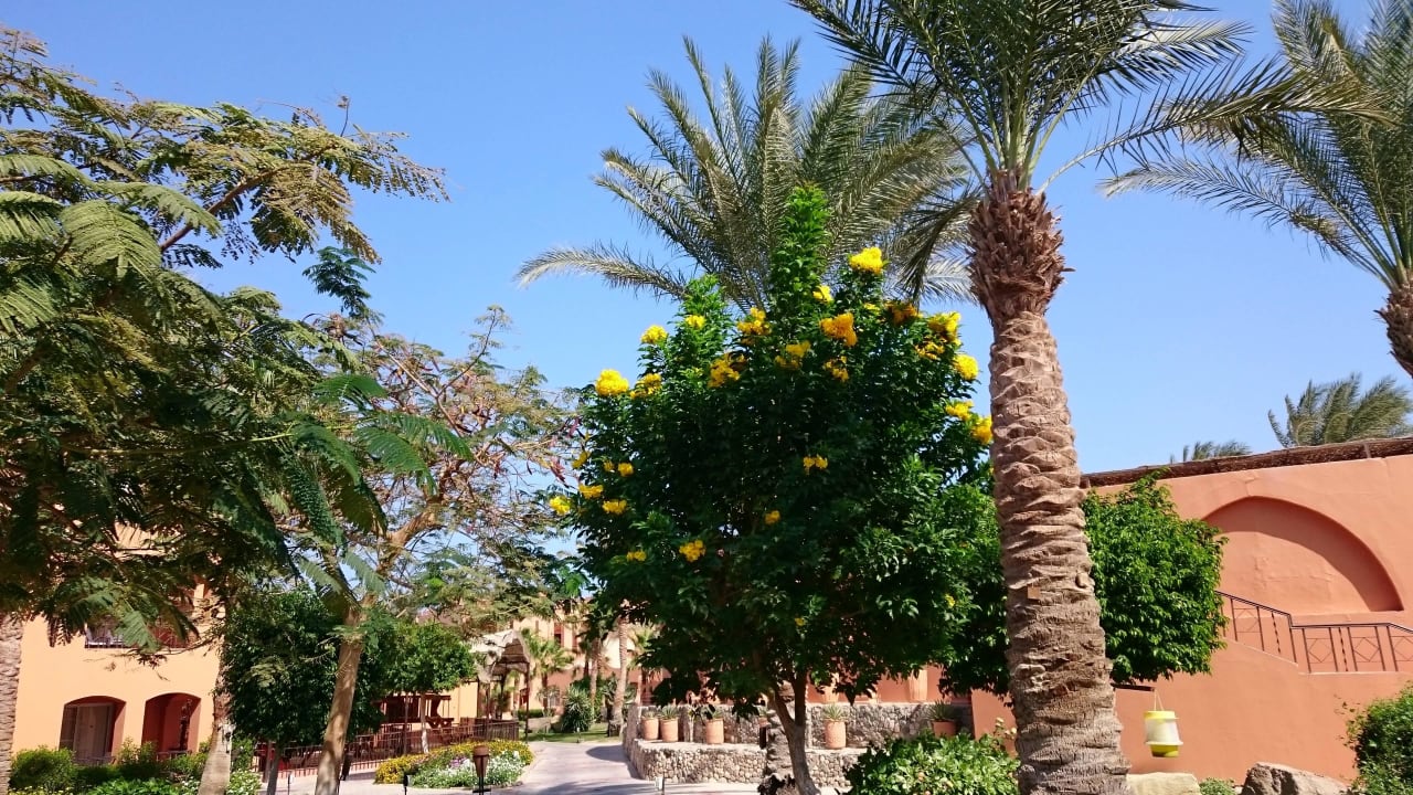 Überall sehr gepflegt Jaz Makadi Oasis Resort