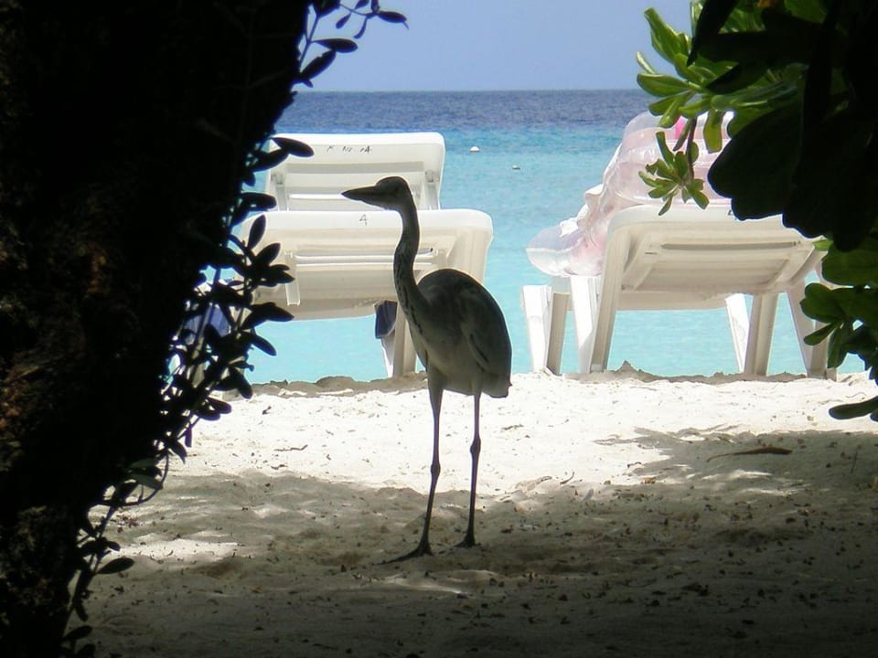 Aublick aus Bungalow 4 Summer Island Maldives