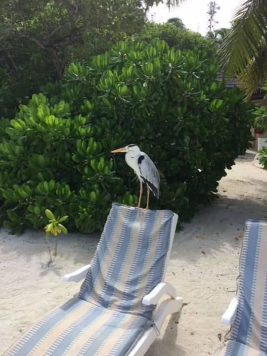 Chef der Insel Summer Island Maldives