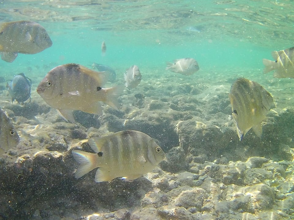 Sport & Freizeit Pickalbatros Citadel Resort