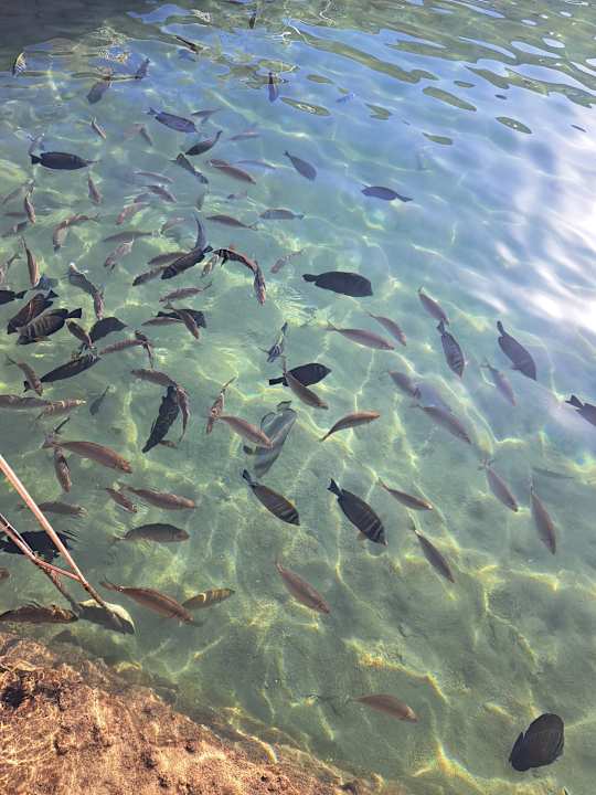 Gartenanlage Pickalbatros Dana Beach Resort - Hurghada