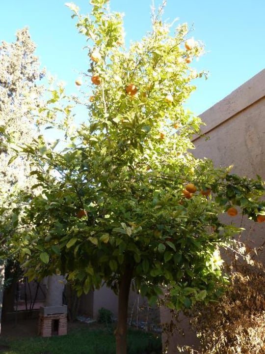 Im Garten Hotel Oscar