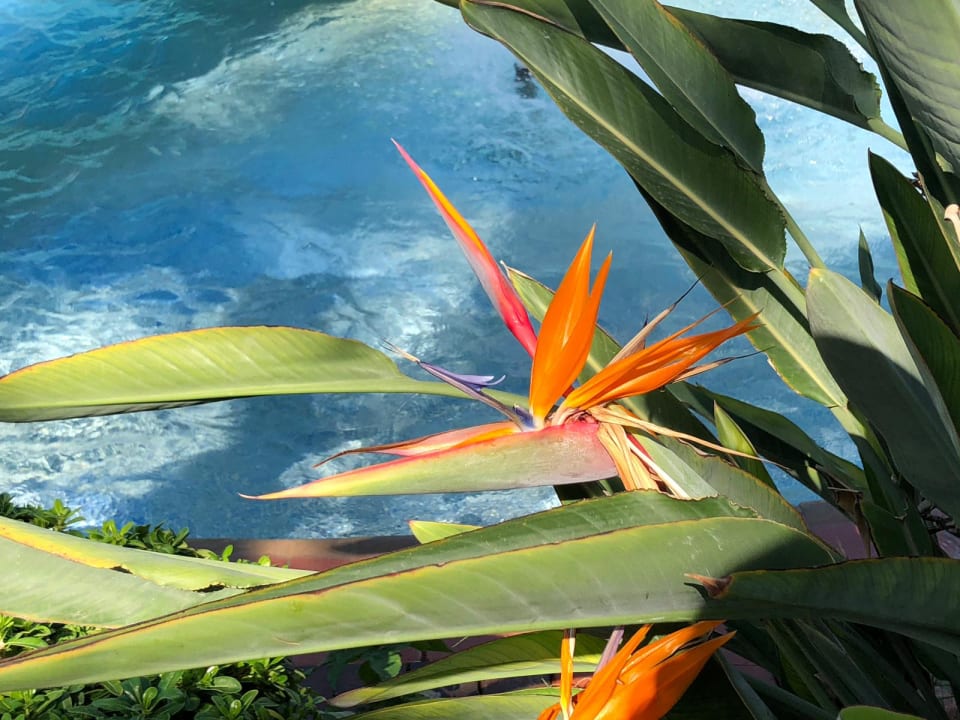 Gartenanlage Riviera Hotel & Spa