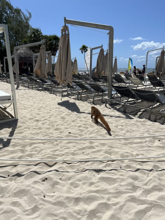 Strand Paradisus Playa del Carmen - Riviera Maya