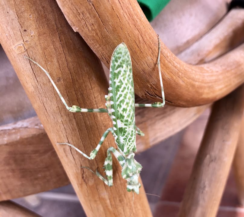 Sonstiges Shams Alam Beach Resort