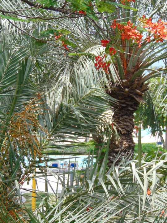 Ausblick Fujairah Rotana Resort & Spa