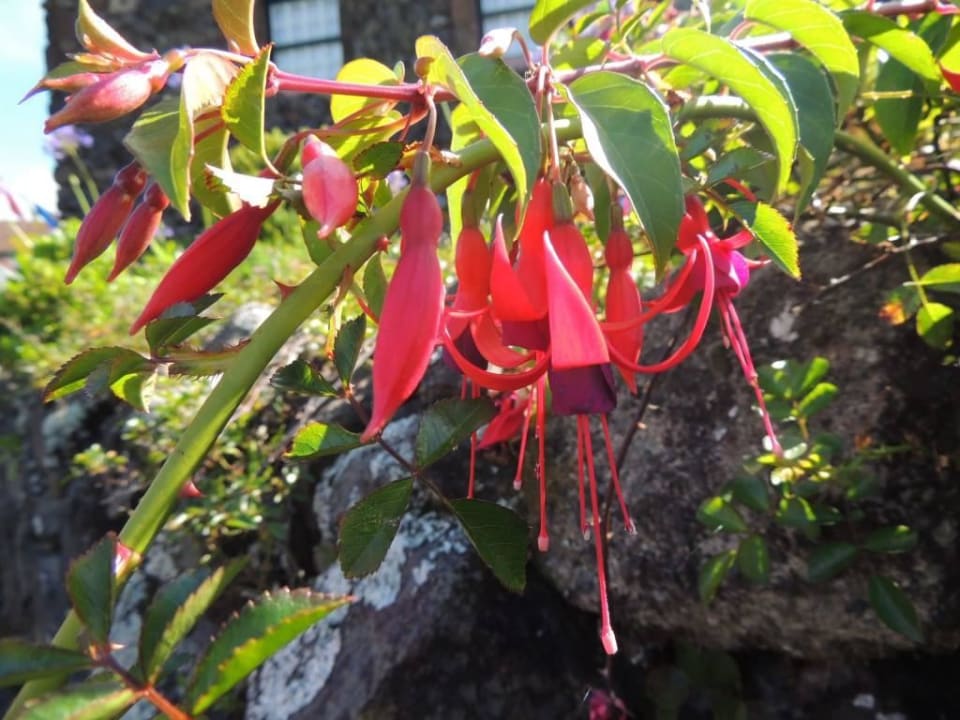 Fuchsien im Garten der Aldeia Hotel Aldeia da Cuada