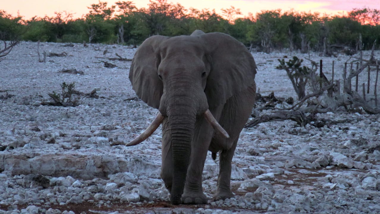 Ausblick Okaukuejo Camp