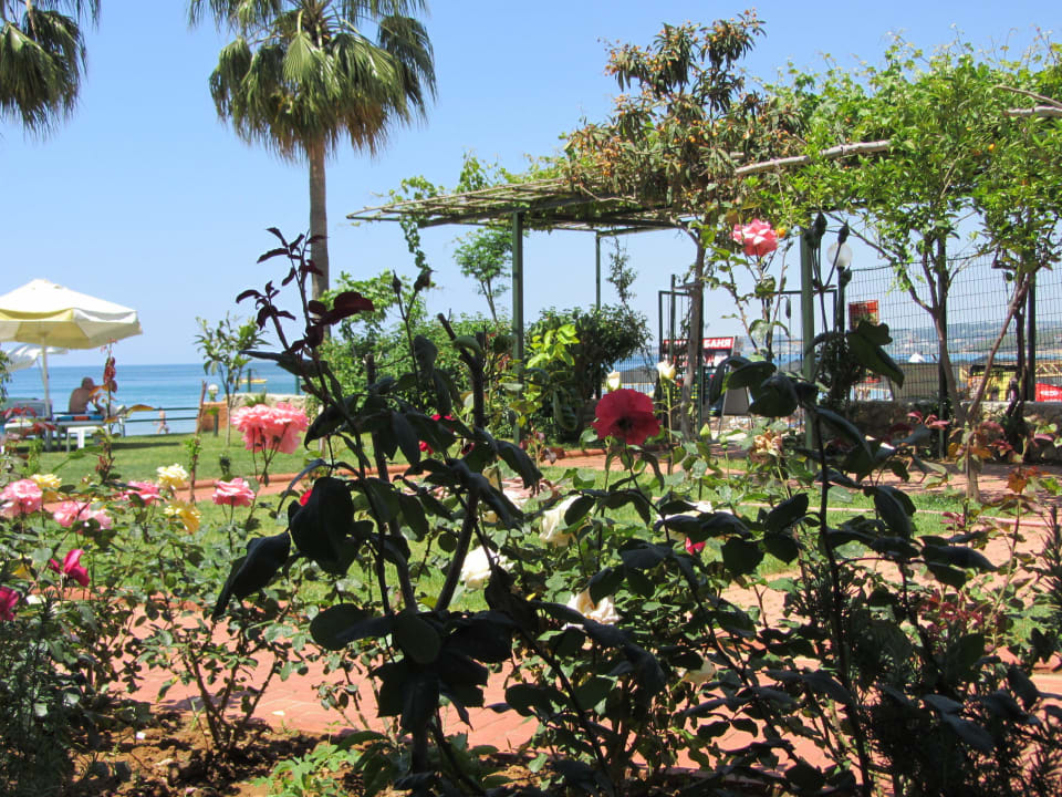 Schöne Blumen   Venessa Beach Hotel