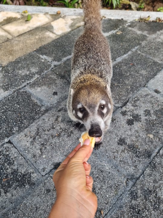 Außenansicht Hotel Riu Tequila