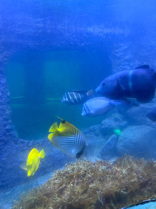 Pool Center Parcs Het Heijderbos