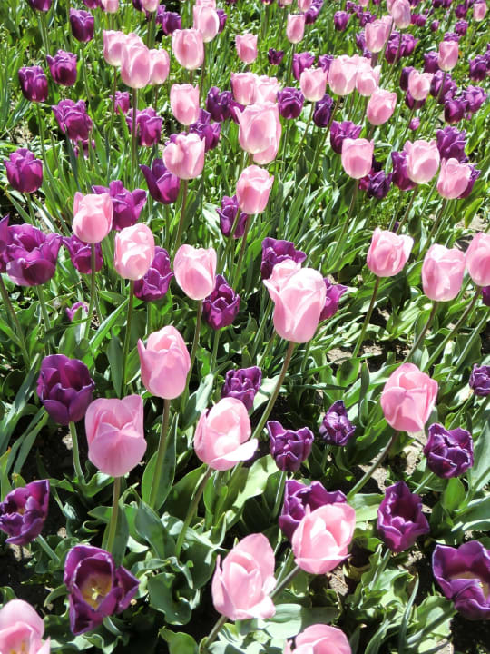 Blütnepracht  Baumgartner's Blumenhotel