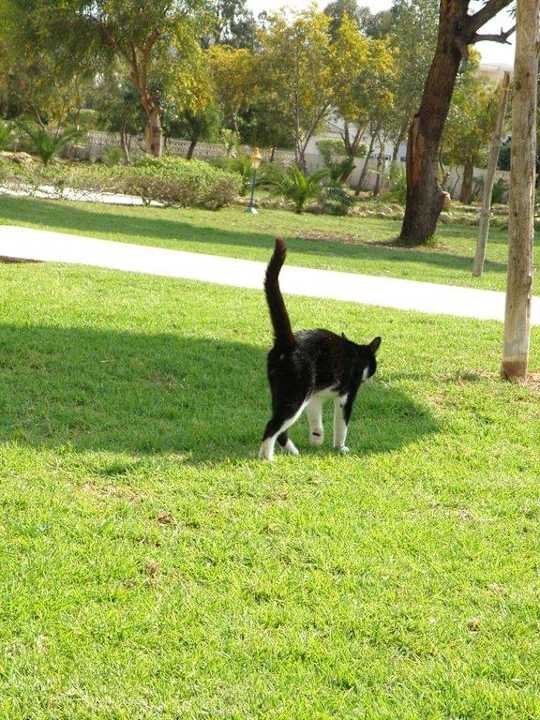 Kot w ogrodzie Hotel Aqua Life Yasmine