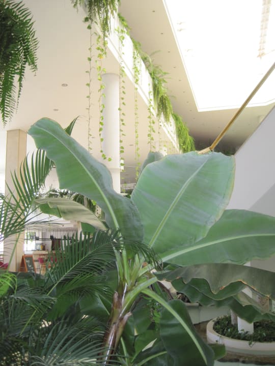 Blick auf die Bar Dreams Lanzarote Playa Dorada Resort & Spa