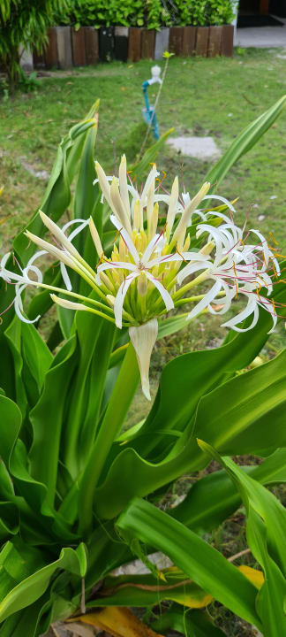 Gartenanlage Adaaran Select Meedhupparu Island Resort - Premium All Inclusive