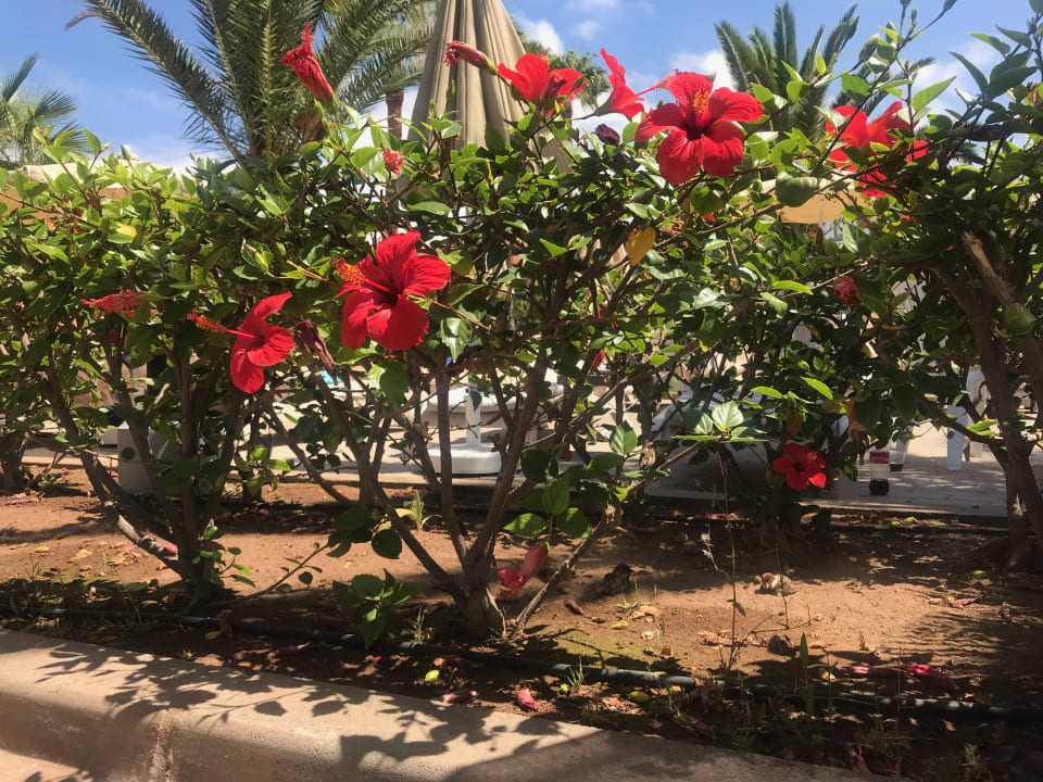 Gartenanalge Hotel Riu Palace Tenerife