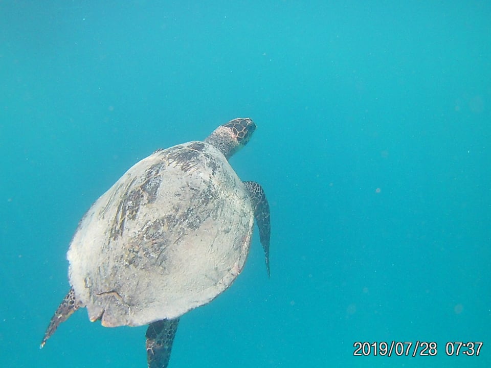Strand Summer Island Maldives