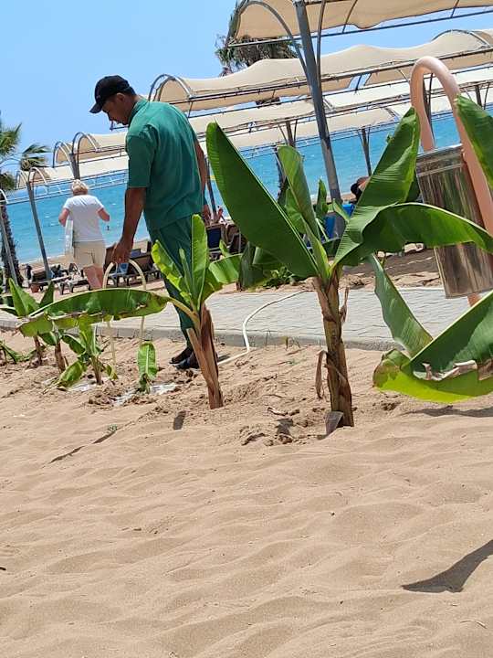 Gartenanlage Hotel Orfeus Park