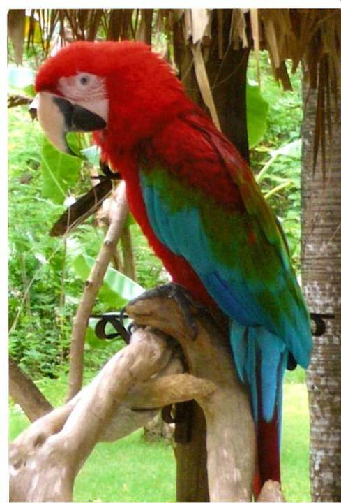 Papuga Grand Palladium Select Bávaro Resort & Spa