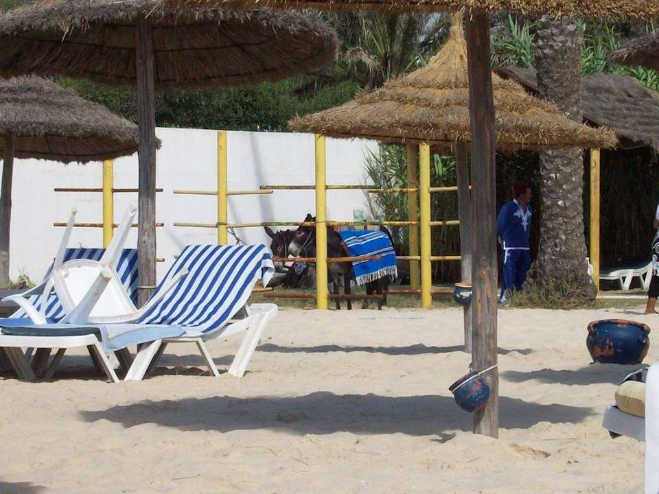 Ein Esel am Strand Movie Gate Miramar