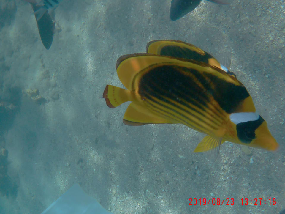 Strand Cleopatra Luxury Resort Makadi Bay