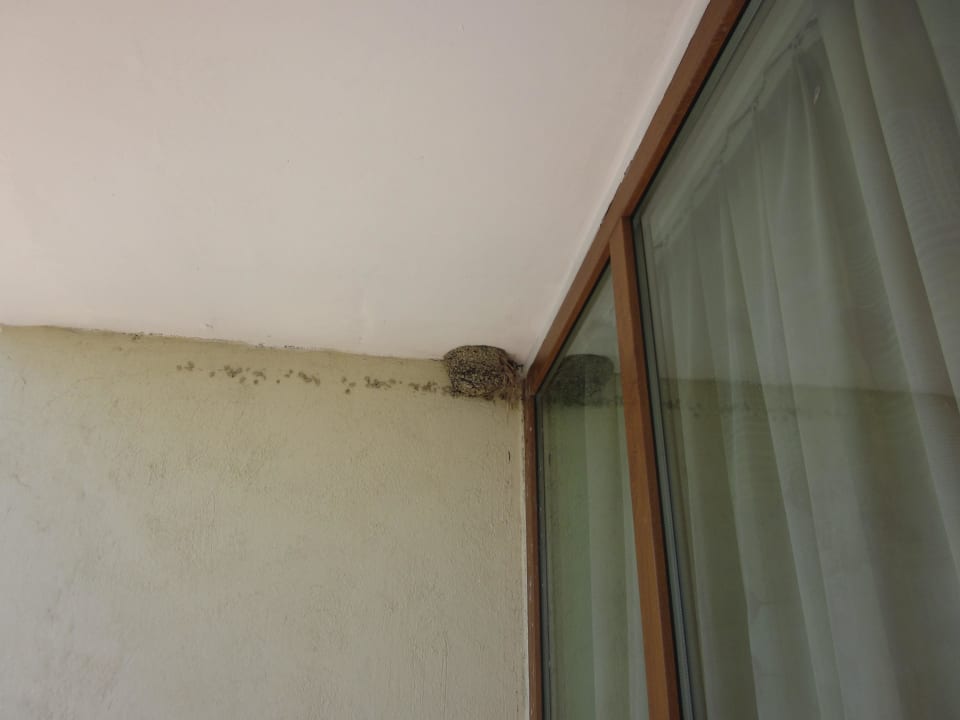 Vogelnest 2 (auf fast jedem Balkon 2 Vogelnester) Hotel MiRaBelle