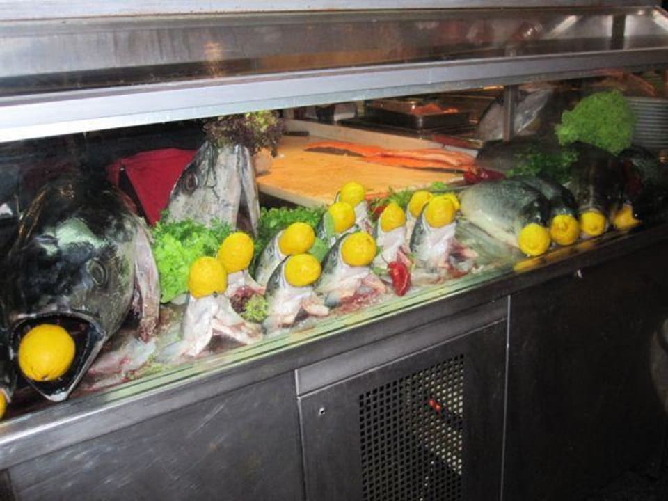 Fischer's Fritz  Asteria Family Belek