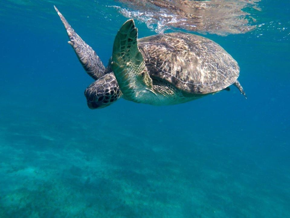 Meeresschildkröte Malikia Resort Abu Dabbab