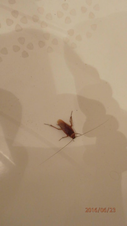 Karaluch w wannie SBH Costa Calma Beach Resort