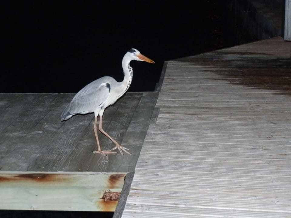 Treuer Begleiter Kuredu Island Resort & Spa