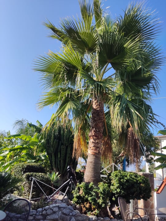 Gartenanlage Hotel Marinella