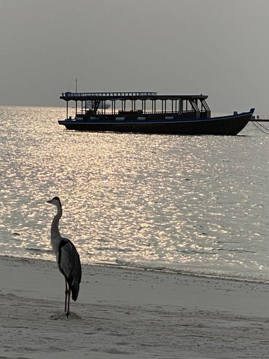 Strand Mirihi Island Resort