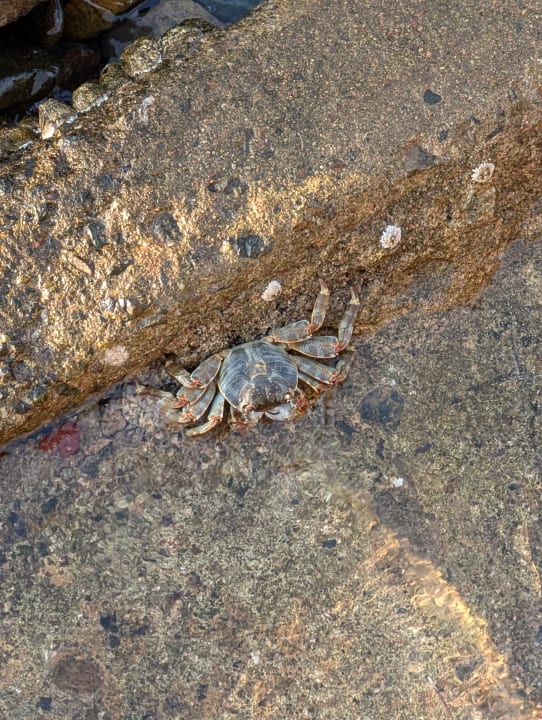 Strand Beach Albatros Resort